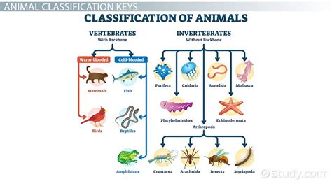 Classification Of Living Organisms For Kids