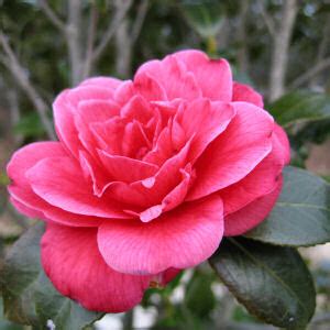 Alabama State Flower, Camellia (Camellia japonica), from NETSTATE.COM