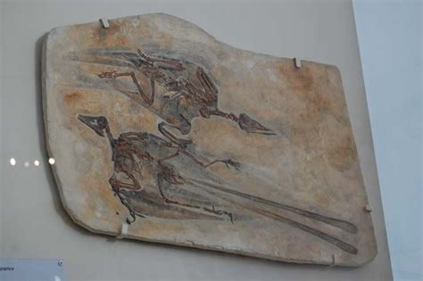 Confuciusornis | Fossils, Walking with dinosaurs, Paleontology