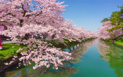Cherry Tree Rose Flowers Green River Kawazu Town In Japan Shizuoka Desktop Wallpaper Hd For ...