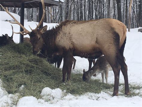 Montreal: Private Day Tour to Parc Omega & Montebello Lodge | GetYourGuide