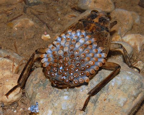 Male Giant Water Bug Tends to eggs as female eats - What's That Bug?