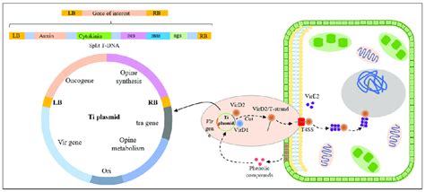 Schematic diagram of T-DNA transfer and integration into the plant... | Download Scientific Diagram