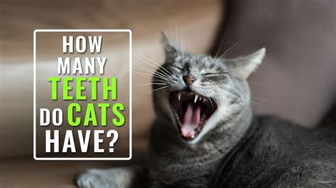 How Many Teeth Do Cats Have? 10 Important Facts About Cat Teeth - Petmoo