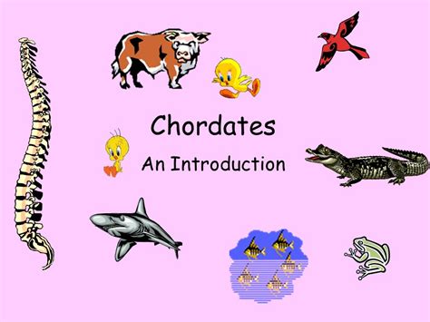 Phylum: Chordata, its classification and characteristics - Overall Science