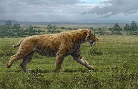 Pin by Jacob Elliott on Smilodon | Smilodon, Prehistoric animals ...