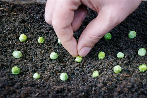 Easy Peasy Guide To Growing Peas | Jung Seed Gardening Blog