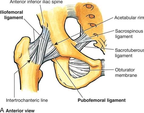 Anterior aspect of the hip including capsule and ligaments | Medical ...