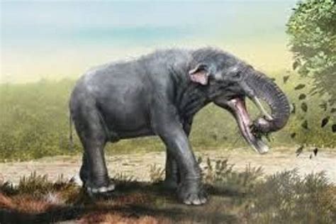 Trilofodonte belongs to the family of Mastodons & is sometimes called Tetrabelodon or Four ...