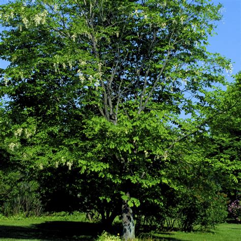 Yellowwood Tree – Green Thumbs Garden