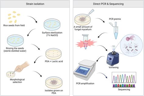 Frontiers | Application of direct PCR for phylogenetic analysis of Fusarium fujikuroi species ...