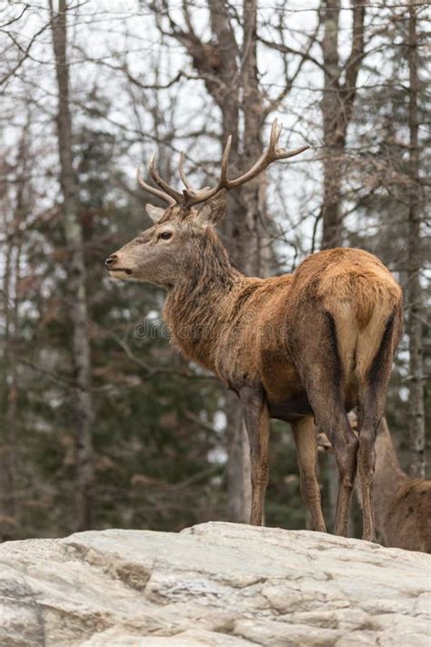 Large Elk with Large Antlers Stock Image - Image of bambi, antlers: 47547073