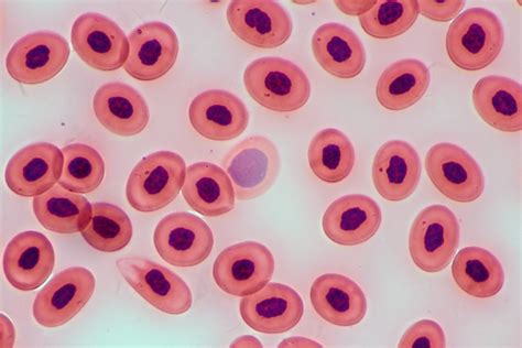 Frog's Blood Cells 400x | Canon 650D Body Bresser TRM 301 Mi… | Flickr