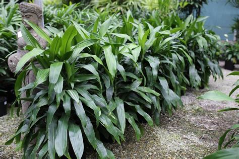 Dracaena 'Janet Craig' - Plant Profile - Oxley Nursery, Brisbane