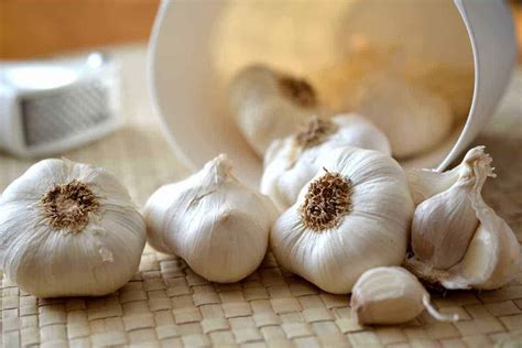 Can Dogs Eat Garlic? | PUPPYFAQS