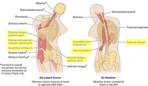 Side Bending (Lateral Flexion) For Back Pain | Family Health Chiropractic