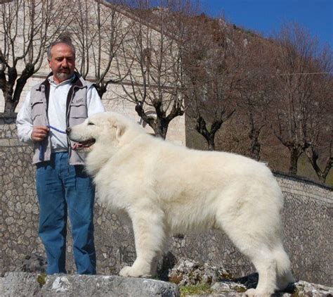 pastore Maremmano Abruzzese | Top dog breeds, Big dog breeds, Livestock guardian dog