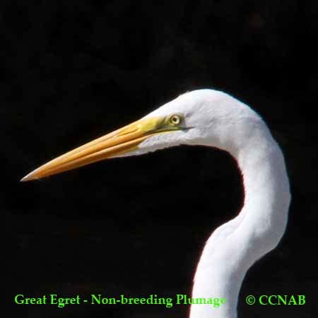 Egret Species - North American Egret Species - Birds of North America