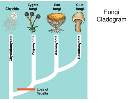 PPT - Kingdom Fungi PowerPoint Presentation, free download - ID:1466101