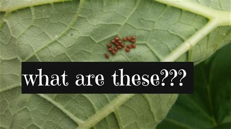 How to Identify Squash bug eggs in the garden - YouTube