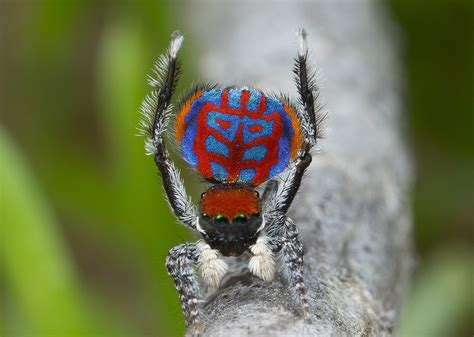 7 new species of peacock spider discovered - Australian Geographic