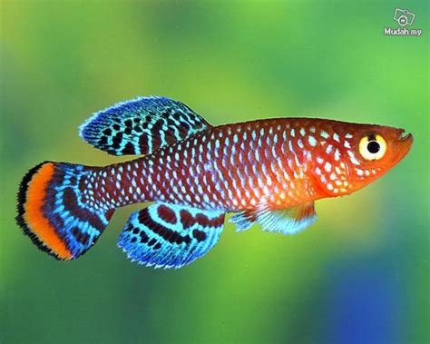 Nano Fish List | AquariaCentral.com