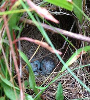 Savannah sparrow nest | Norris Lab