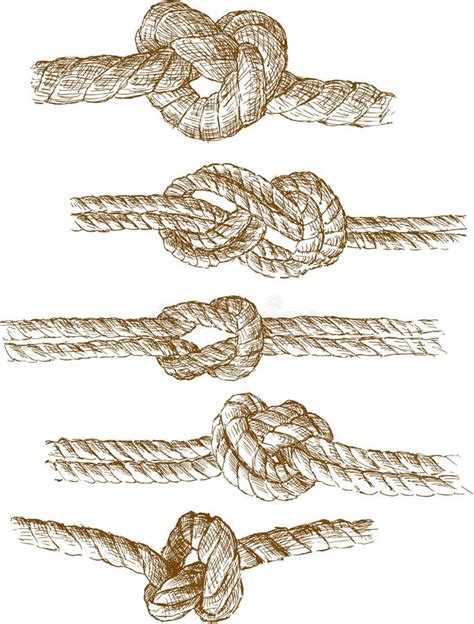 Rope knots stock vector. Illustration of twisted, strong - 24904540