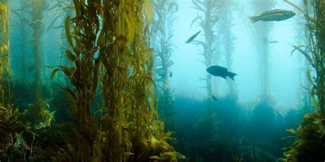 Kelp Reforestation Program - Orange County Coastkeeper