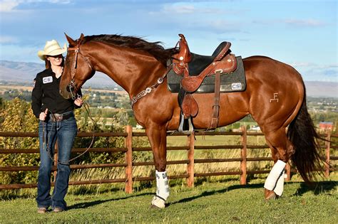 Home | CSI Saddle Pads | Custom Design Saddle Pads for Horses