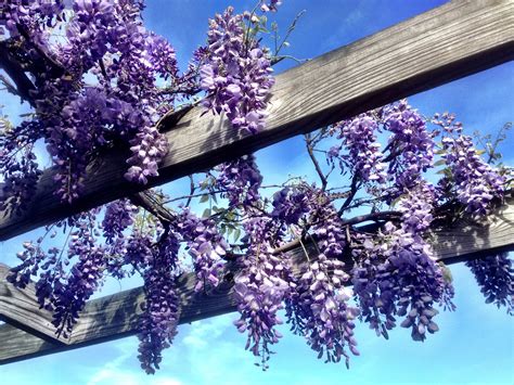 An Easy, Practical Care Guide for Your Beautiful Wisteria Vine - Garden ...