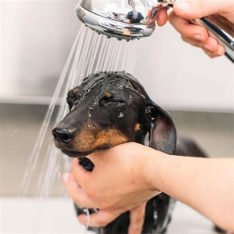 Dachshund Dog Grooming|Dog Grooming|Pet Grooming|Puppy Grooming|Pet hygiene Products|Dachshund ...