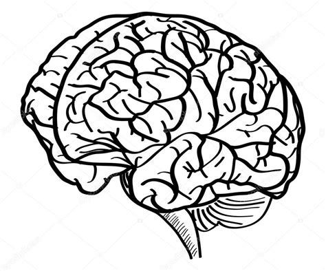 Human Brain Vector Outline Sketched Up, Vector Illustration EPS 10. — Stock Vector © ohmega1982 ...