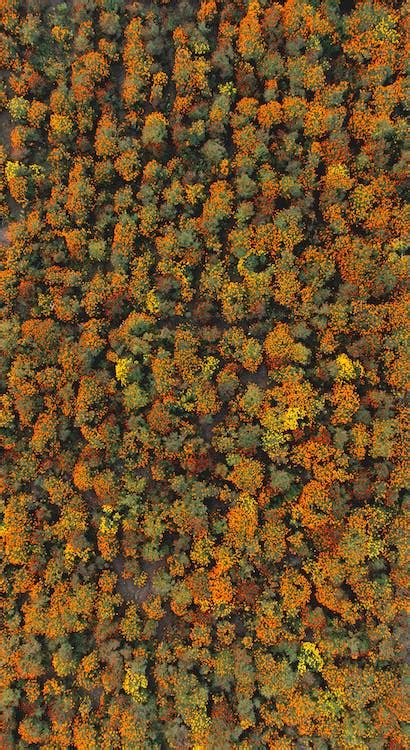 Aerial view of autumn trees in the forest · Free Stock Photo