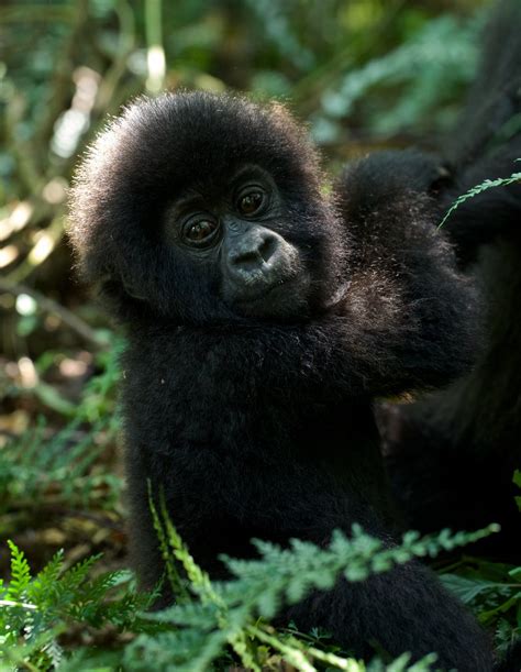 Baby mountain gorilla (1) | Photo from Virunga national park… | Flickr