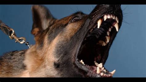 Angry DOG Bark & Growl (Sound Effects) - YouTube | Dog barking, Angry ...