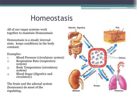 PPT - HOMEOSTASIS PowerPoint Presentation - ID:5736702