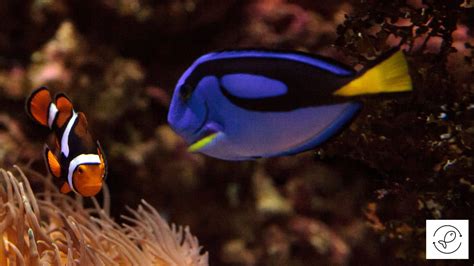 5 Reasons Why Blue Tangs And Clownfish Can Live Together