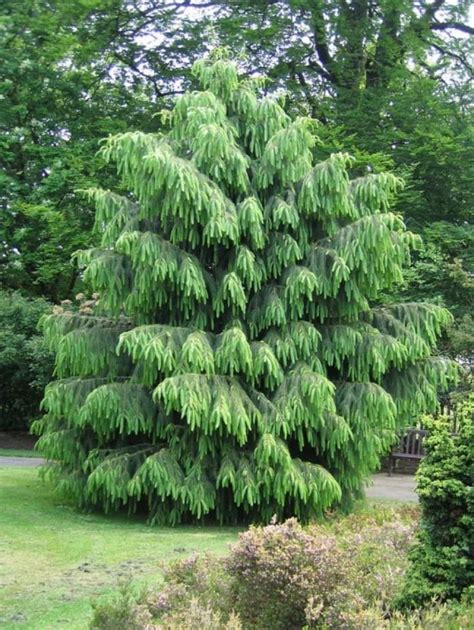 Evergreen Trees For The Garden | Evergreen garden, Garden trees ...