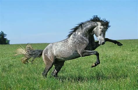 Lusitano Horse Breed: Care, Cost & History (2024) | Horses Only