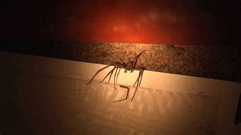 Brown Recluse Spider In Trap - YouTube