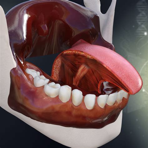 3dsmax human teeth tongue anatomy