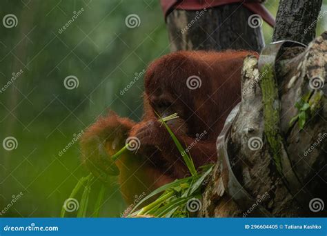 Male Orangutan Eating Leaves Behind the Tree Stock Image - Image of forest, monkey: 296604405