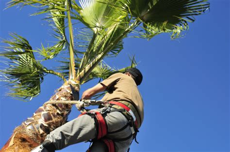 Gardener Trimming Palm Tree Stock Photo - Download Image Now - iStock