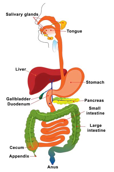 The Appendix - A Crucial Organ in Our Digestive System