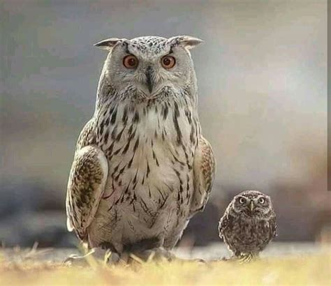 First seen "ullu and ullu ka patha"😂😂😂 Baby Owls, Animals And Pets ...