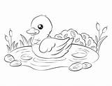 Duck And Duckling Coloring Pages sketch template