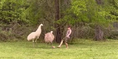 Emus show off impressive ball skills after joining kids’ soccer game ...