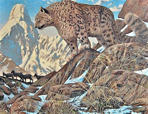 Snow Leopard with Blue Sheep – David Rock Studios