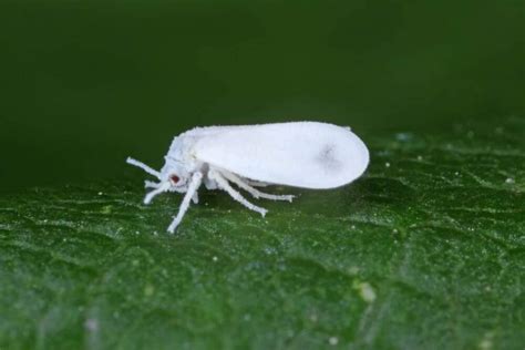 How to Control Whitefly Infestation in Your Garden